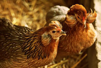 All About Araucana Chickens